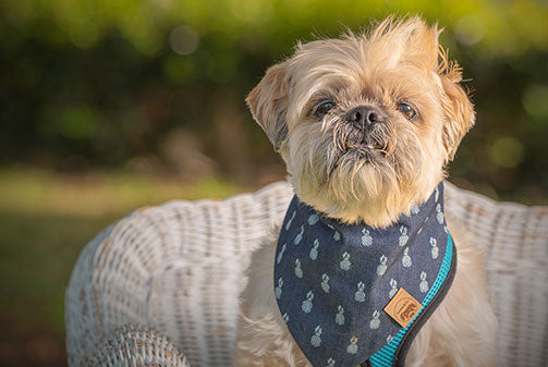 Styling Up Foster Pups from Second Chance Dog Rescue