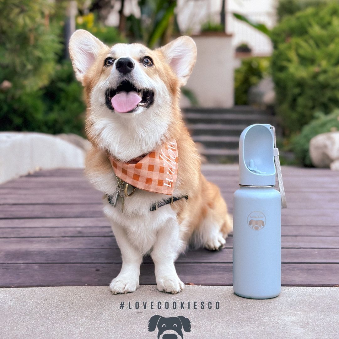 corgi insulated water bottle for dogs