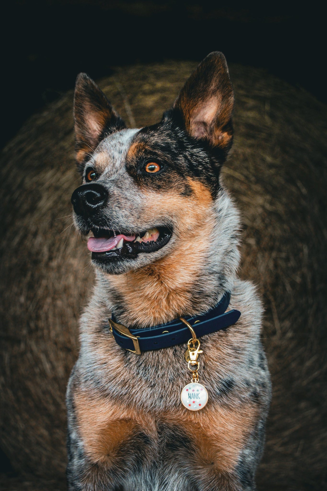 Shepherd Catahoula Red Heeler Australian Shepherd Cattle Dog Mix