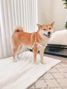 Shiba Inu Dog Harness Quick Release