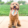 Cookies & Co. Milo the doodle wearing the Bunny Peeps snap-on dog bandana from the Spring collection.