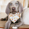 Cookies & Co. Millie the weimaraner wearing the Spring Fling dog bandana handcrafted in San Diego, California