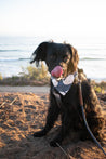 Oreo, the black collie and lab mix, sporting the Oh Whale dog bandana print, at a beach front.