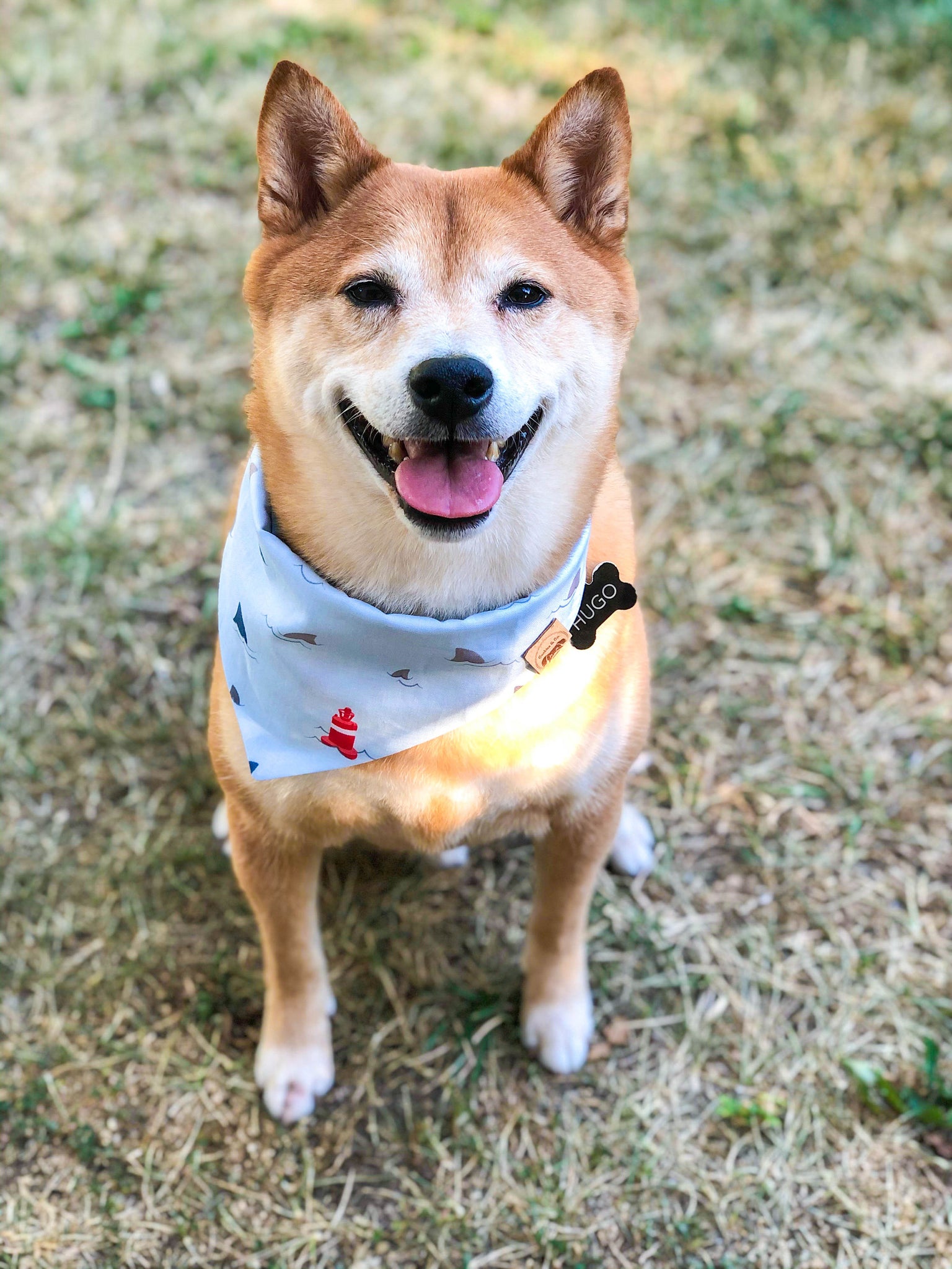 Hugo, the shiba inu, posing with the Shark Week dog bandana