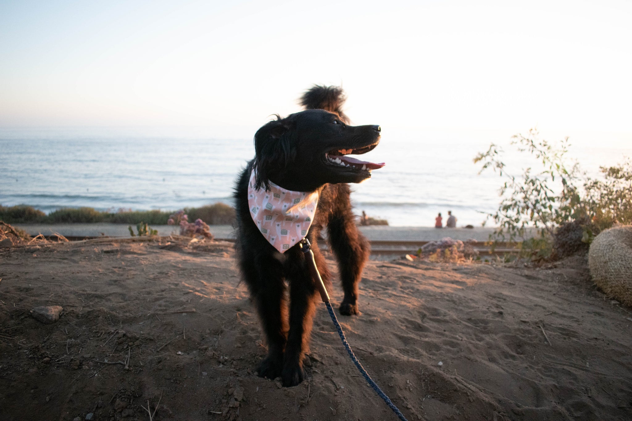 Oreo, a black collie and lab mix, sporting the Pack'a Alpaca dog bandana while looking to the sunset