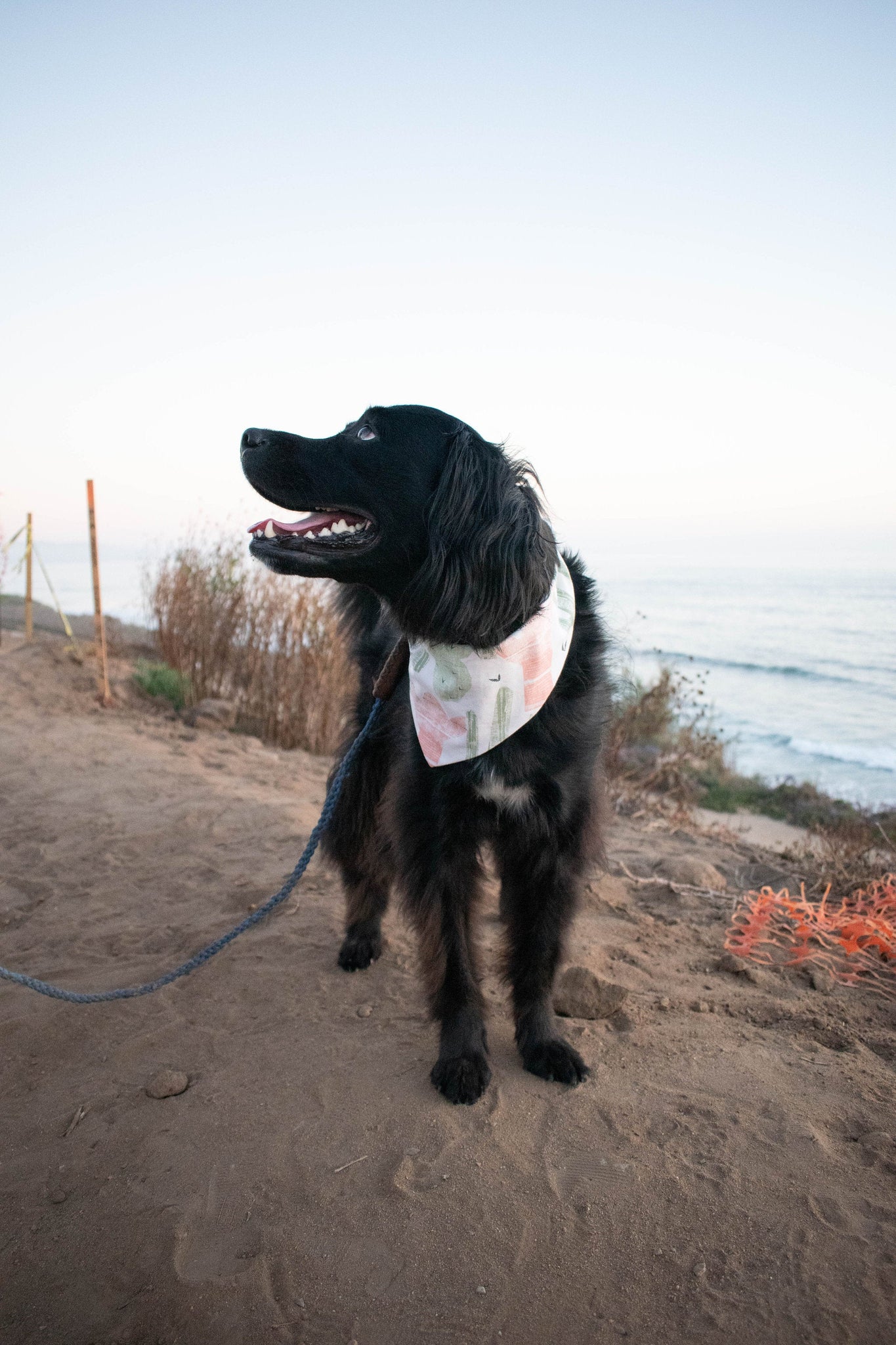 Oreo, the black lab and collie mix, sporting the Sunkissed Cactus dog bandana