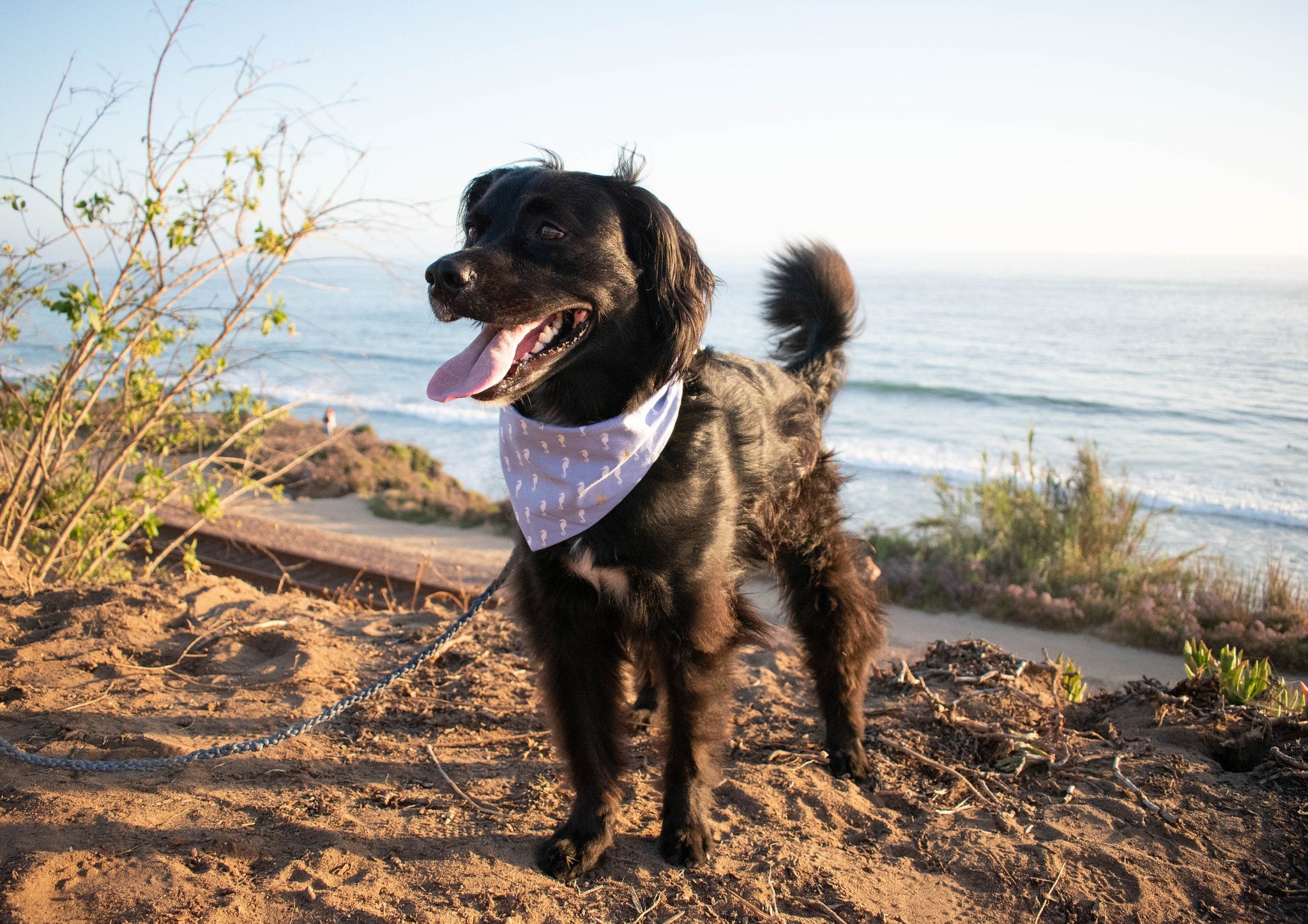 Oreo, the black collie and lab mix, sporting the Sea Horsin' Around dog bandana