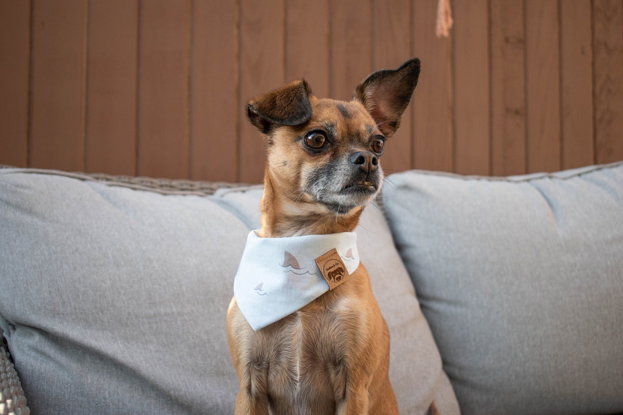 Archie, the chug, posing with the extra small Shark Week dog bandana