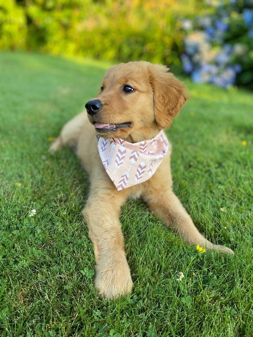 Sunny, the golden retriever, posing with the medium Ruffled Feathers dog bandana