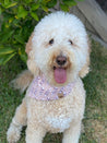 Mia, the doodle, posing with the Ruffled Feathers dog bandana