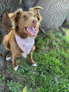 Effie, the mini aussie mix, posing with the medium Ruffled Feathers dog bandana
