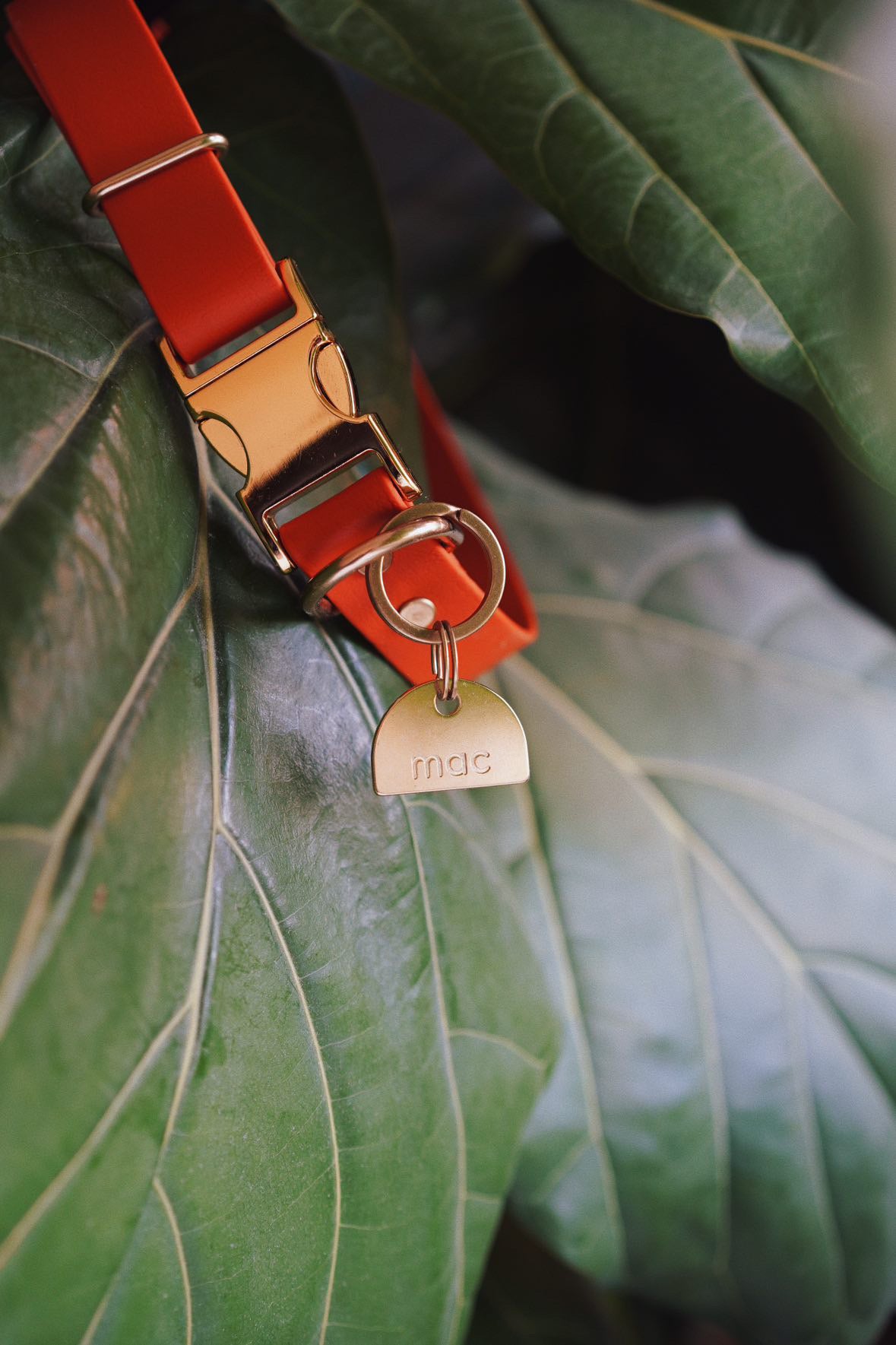 Limited Edition: Persimmon Color - Adjustable Quick Release Collar